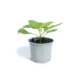 Surinaamse gele peper