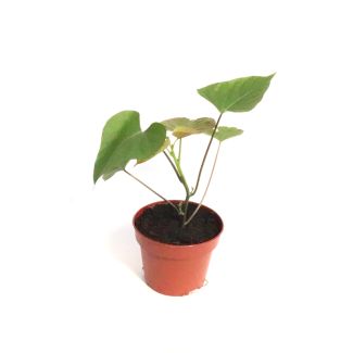 Biologische zoete witte aardappelplant