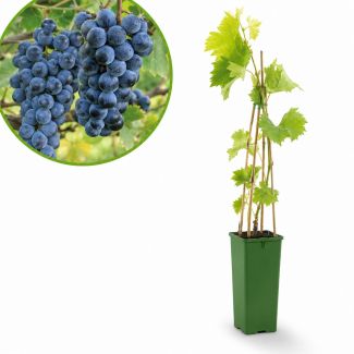 blauwe druif met blad