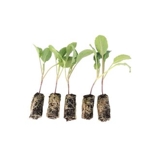 Bloemkool plantjes verkopen wij per 6 stuks