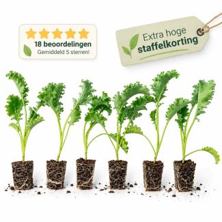 Boerenkool in tuitjes