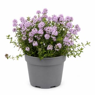Bonenkruid in pot