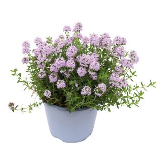 Bonenkruid in pot
