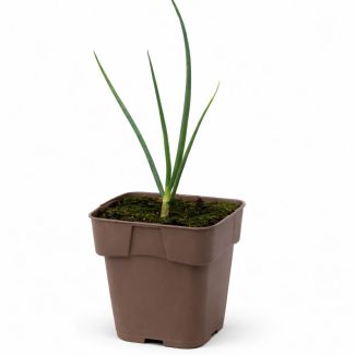 Boomui - Egyptische ui