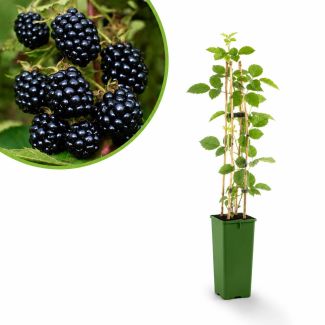 Bramenstruik doornbos Triple Crown