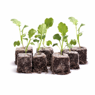 Broccoli - 6 plantjes