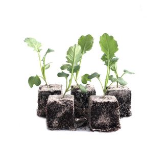Broccoli plantjes
