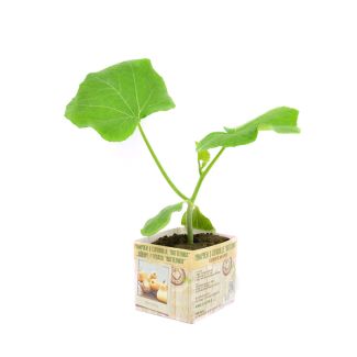 Pompoen Butternut in perspot van moestuinenbloem.nl