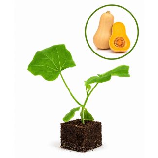 Pompoen Butternut