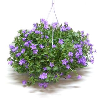 Klokjesbloem / Campanula in hangpot (Ø23cm) - winterhard