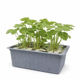 Pastinaak - 6 plantjes