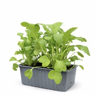 Radijs mix - 6 plantjes