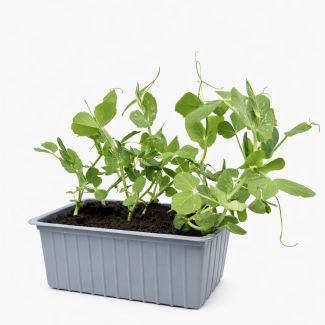 Sluimererwt/ Peul - 6 plantjes