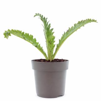 Artisjokplant kopen