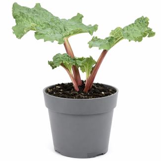 Rabarber in grote pot