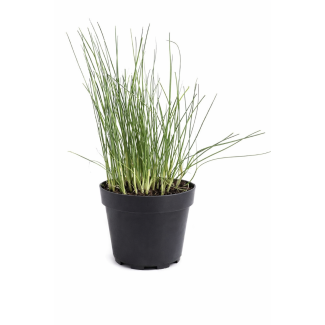 Jonge prei in pot van Tuin de Bruijn