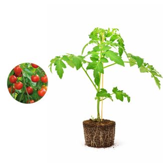 Geënte cherrytomatenplant