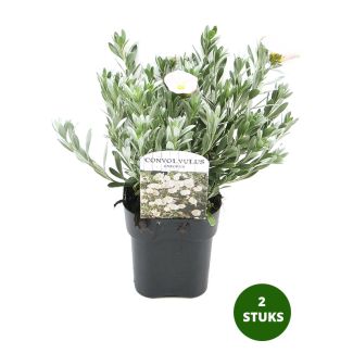 Zilverwinde - 2 stuks - Convolvulus cneorum - Ø17cm