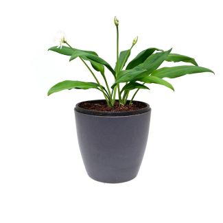 Daslook koop je online bij moestuinenbloem.nl