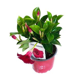 Dipladenia, hybride - Ø10.5 cm - 3 stuks