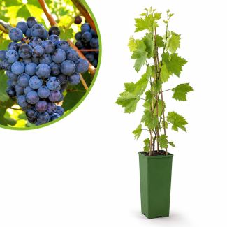 Druivenstruik Alicante. Heerlijke blauwe druif