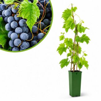 Blauwe druif Muscat Blue