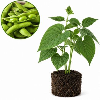 Plant, sojaboon
