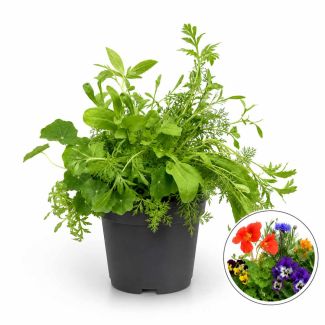 Eetbare bloemenmix