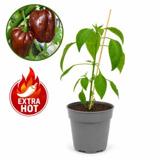 Hot Chocolate peperplant