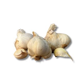 Knoflookbollen Mesidrome zijn groter dan de meeste andere soorten