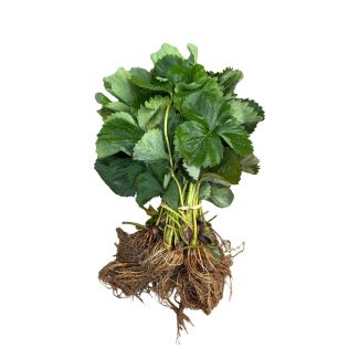 aardbeiplanten