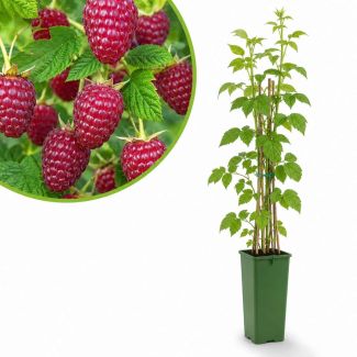 Frambozenstruik - Rubus idaeus 'Schönemann'