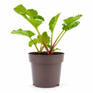 Rabarberplant Red Champagne