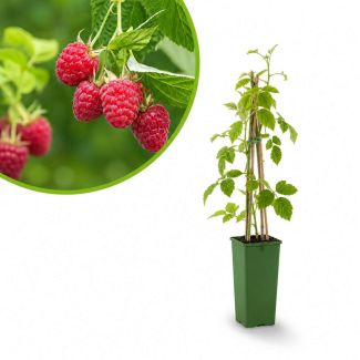 Frambozenstruik met blad