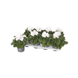 Franse Geraniums wit