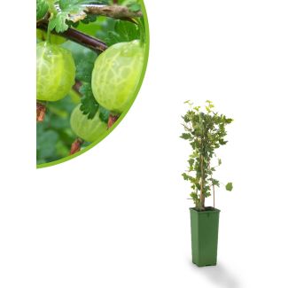 Kruisbes kopen
