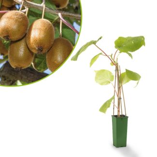 Mannelijk kiwi
