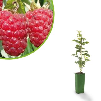 Loganbes - Rubus Loganbes| kruising braam en framboos