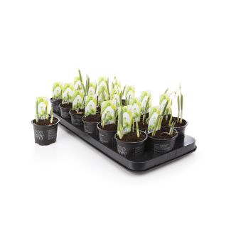 Galanthus - sneeuwklokjes - voorjaarsbollen