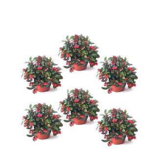Set van 6 bergthee planten