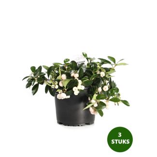 Bergthee met witte bessen