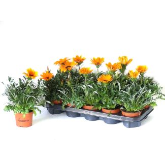 Gazania perkgoed