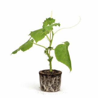 Geënte Snack komkommer planten koop je bij moestuinenbloem.nl