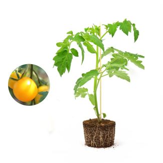 Gele tomatenplant