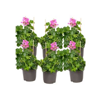 Oostenrijkse hanggeraniums in roze tinten