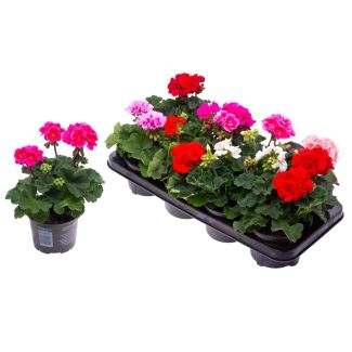 Staande geraniums - 6 stuks - mix - Pelargonium zonale