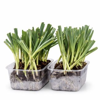 preiplantjes geworteld