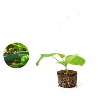 Groene courgetteplant