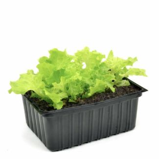 Groene krulsla plantjes kopen