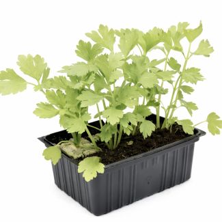 Groene Selder plantjes